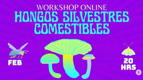 Workshop Online de Hongos Silvestres Comestibles & Recolección Regenerativa! 